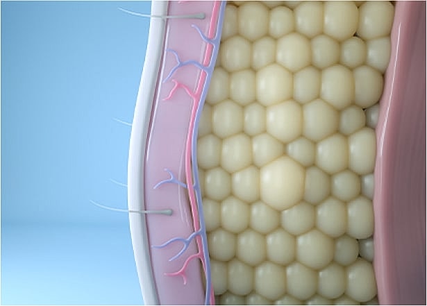 Illustration of fat cells under the skin